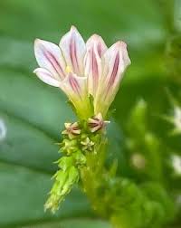 Image result for Spigelia anthelmia