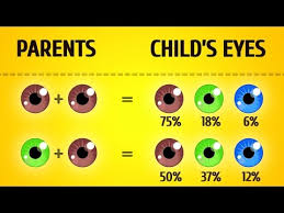 Hair color is primarily genetic, and red hair is caused by mutations in the mc1r gene. How To Predict Your Baby S Hair Color Interesting Facts