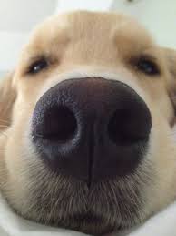 Oh My Gosh I Am In Love With This Puppies Animals Cute Dogs
