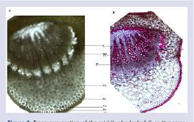 Image result for Capparis erythrocarpos