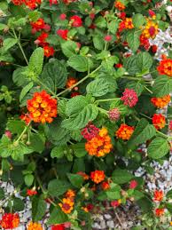 Image result for Lantana rugosa