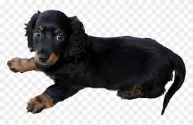 Check spelling or type a new query. Long Haired Dachshund Puppy Png By Makiskan Pluspng Printable Dog Calendar 2018 Clipart 506702 Pikpng