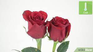 How To Keep Roses Fresh: 13 Steps (With Pictures) - Wikihow