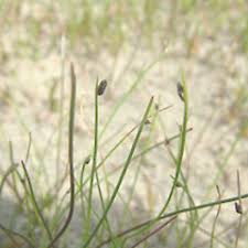 Image result for Isolepis costata