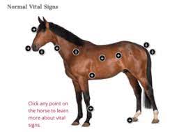 Pet medications at discount pricing. Equine First Aid Basics Part 2 The Horse