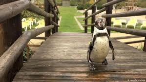 This is probably the biggest shock, but it is legal to own a tiger. Should Penguins Be An Animal Attraction Global Ideas Dw 25 04 2017