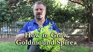 Goldmound spirea is blanketed in stunning clusters of rose flowers at the ends of the branches from late spring to early summer. How To Grow Goldmound Spirea With A Detailed Description Youtube