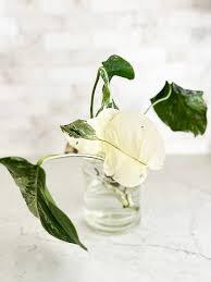 Image result for Selago albomarginata