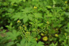 Image result for Rorippa nudiuscula