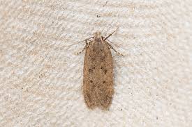 Image result for Bryotropha similis