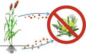 Claim your listing | testimonials. Allelopathic Potential Of Sorghum Sorghum Bicolor L Moench In Weed Control A Comprehensive Review Sciencedirect
