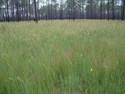 Image result for Ctenium