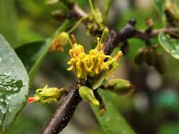 Image result for Helixanthera schizocalyx