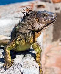 At one time, huge prehistoric reptiles dominated the earth. Pin On Reptiles