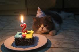 Ulang tahun juga menandakan bahwa hari dimulainya kehidupan seseorang diluar rahim. Tiup Lilin Sampai Makan Kue Tar Begini Meriahnya Pesta Ulang Tahun Ala Kucing Lucu Banget Sih