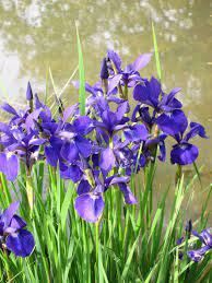 Collect them in the basket or tub. Planting A Water Iris What Are Water Iris Growing Conditions