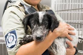 Live customer service representatives from ups are available 24 hours a day seven days a week. Report Animal Cruelty Rspca Nsw