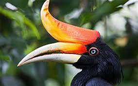 Borneo and sumatra are the only places on earth where tigers, rhinos, orangutans, and elephants live together. 65 Indonesian Rain Forest Ideas Forest Rainforest Indonesian