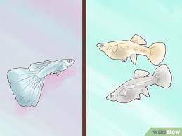 I've been keeping fish for almost 5 months now and am totally enthralled with the hobby. How To Breed Guppies 11 Steps With Pictures Wikihow