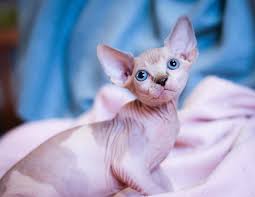 We have the experience and can. Needful And Necessary Facts To Be Known About Sphynx Kittens Legendary Sphynx