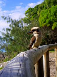 Kookaburra Birdy Noosa Heads Australia Lovit