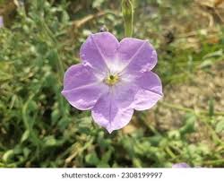Image result for Petunia axillaris