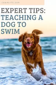 How To Teach A Dog To Swim Dog Insurance Pet Insurance Dogs Pets