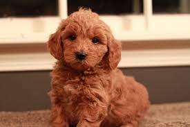 Nike Red Goldendoodle Puppy 6 Weeks Old Goldendoodle Puppy Goldendoodle Puppy For Sale Goldendoodle Breeders