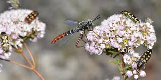Learning these 13 antennae types will help you identify insects. Wasps Ants And Bees Hymenoptera Smithsonian Institution
