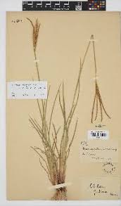 Image result for Eustachys paspaloides