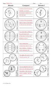 Stages of a cell cycle answer key part 1: 92 Mitosis Meiosis Ideas Mitosis Teaching Biology Biology Lessons