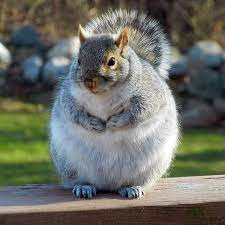 Pin On Piggies Squirrels