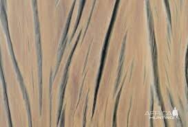 Image result for Androstachys johnsonii