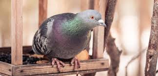 If the birds can't get on the roof, they can't roost or nest. 8 Ways To Get Rid Of Pigeons From Your House Feeders Bird Watching Hq