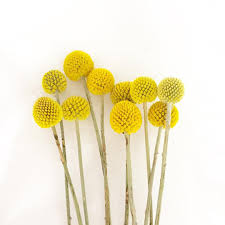 Check spelling or type a new query. Trommelstockchen Craspedia Trommelstockchen Blumen Flowers Gelb Yellow Liebe Love Deco Flower Garden Design Australian Native Flowers Flowers