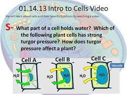 Maybe you would like to learn more about one of these? What Part Of A Cell Holds Water Which Of The Following Plant Cells Has Strong Turgor Pressure How Does Turgor Pressure Affect A Plant Intro Ppt Download