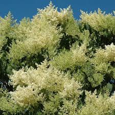 'snowdance' trees grow 18 feet tall and 20 feet wide with a strong vase shape. Lilac Japanese Tree Shade Trees Trees Plants Flowers Ni