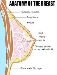 Image result for Candidiasis under breasts