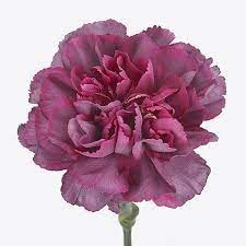 Carnation Hypnosis 70cm Wholesale Dutch Flowers Florist Supplies Uk Wholesale Flowers Florist Supplies Carnation Flower