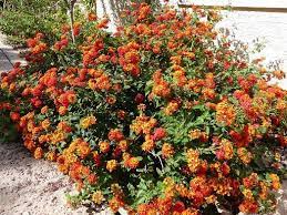 Are These Lantana Healthy Evergreen Flowers Lantana Plants