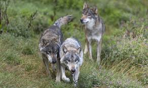 Animals who experience genetic mutations due to radiation poisoning are much less likely to reproduce, meaning that the likelihood of passing on the. Chernobyl Nuclear Disaster Wolves Could Spread Mutant Genes As Animals Leave World News Express Co Uk
