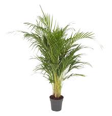 Image result for Dypsis lutescens