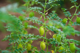 As long as they get enough sun, water. How To Grow Chickpeas A Complete Guide To Consider