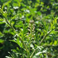 Image result for Lepidium bonariense