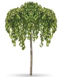 All weeping mulberry for sale will vary in size. 9 Mulberry Tree Powerful Tree Images Ideas Mulberry Tree Mulberry Tree Images