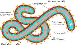 The virus has had several outbreaks across the world since then, with much research focus on its structure and transmission method due to its unusual nature. Frontiers Ebola Virus Infection Modeling And Identifiability Problems Microbiology