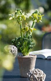 We did not find results for: Albuca Spiralis Frizzle Sizzle Nerilux Netherlands