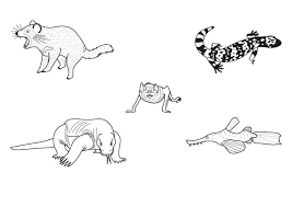 Dibujos Para Colorear De Animales Reales