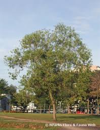 Image result for Acacia auriculiformis