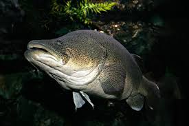 Murray Cod Wikipedia